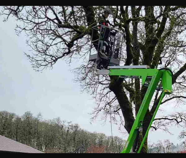 Tree Service Dayton OR Tree Trimming & Removal