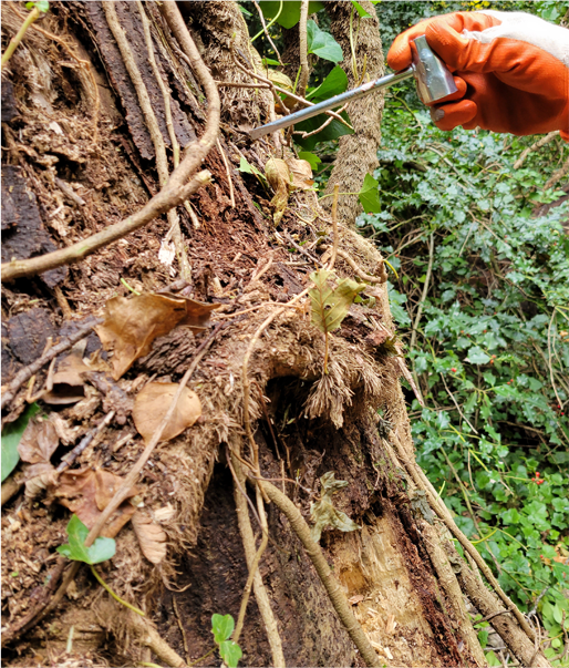 Photo Gallery Oregon Arborist