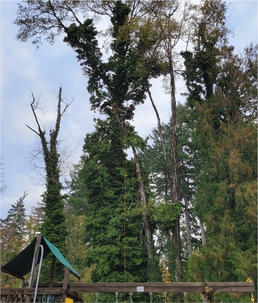Photo Gallery Oregon Arborist