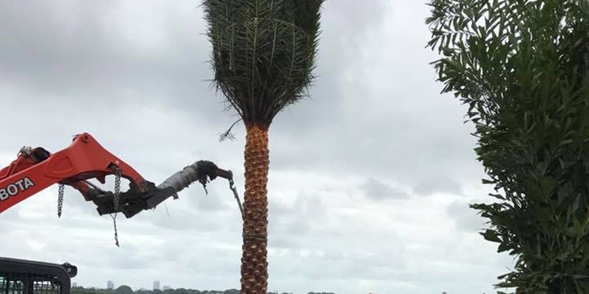 What Happens If You Don’t Trim Palm Trees in Gaston, OR?