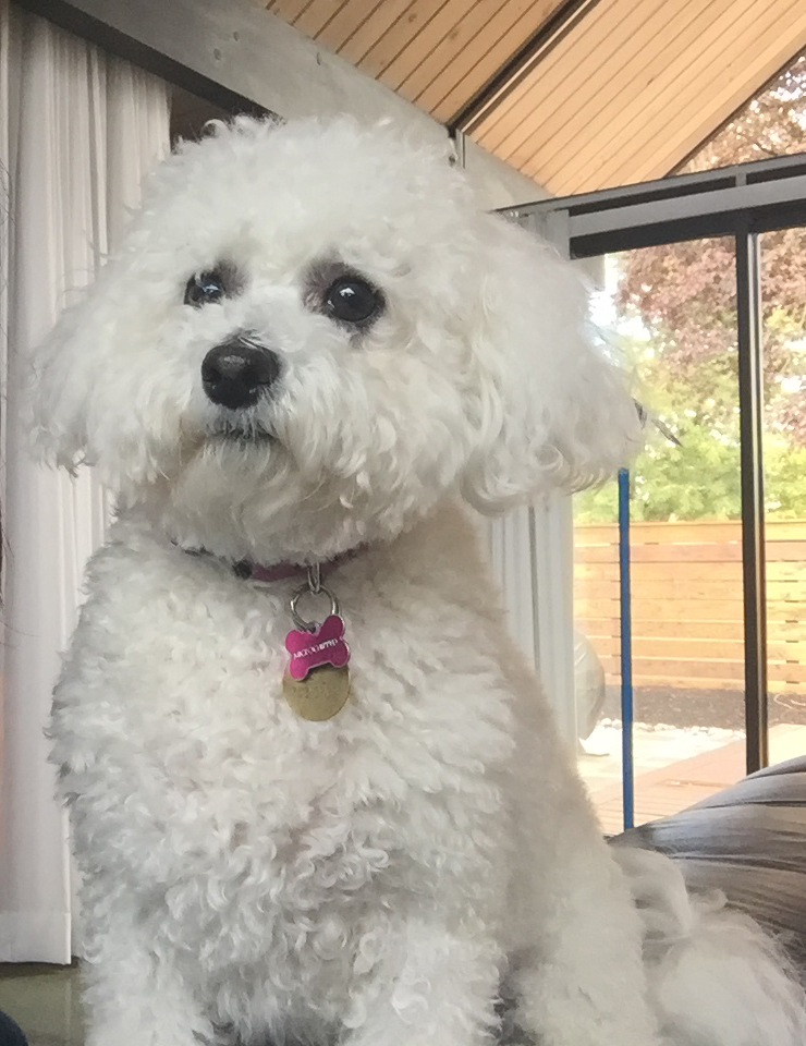 Bichon Frise Puppies in Oregon