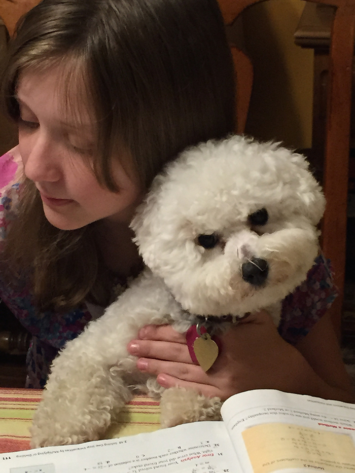 Bichon Frise Puppies in Oregon