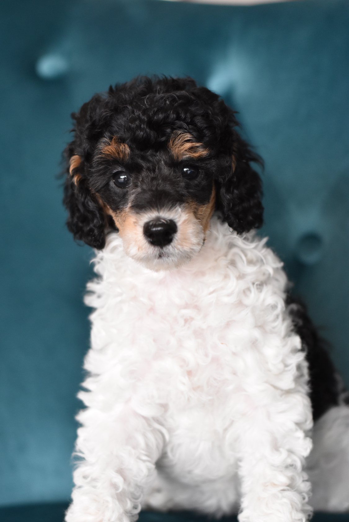 Akc Toy Poodle Breeders Oregon Wow Blog