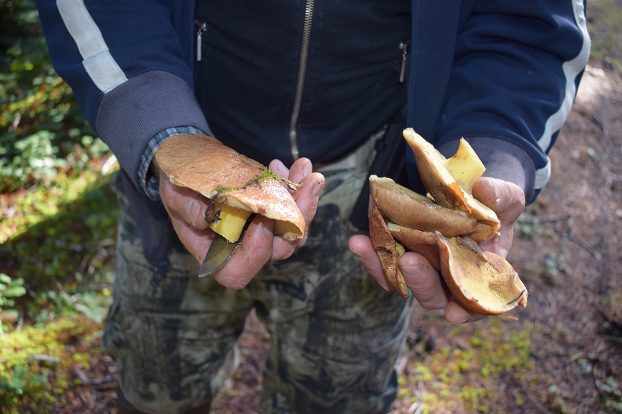 Oregon Mushroom Picking Regulations Oregon Discovery