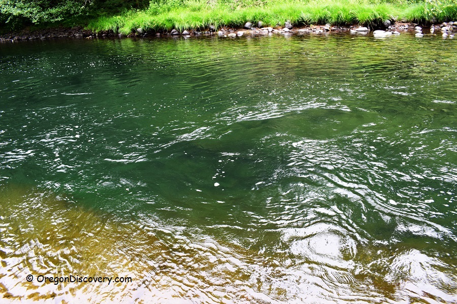 Molalla River Day Use Site 4 Molalla Recreation Area Oregon Discovery