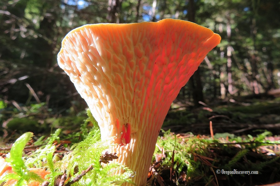 Oregon Chanterelles Wild Edible Mushrooms Oregon Discovery