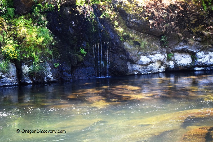 Trask River Swimming Oregon Coast Oregon Discovery
