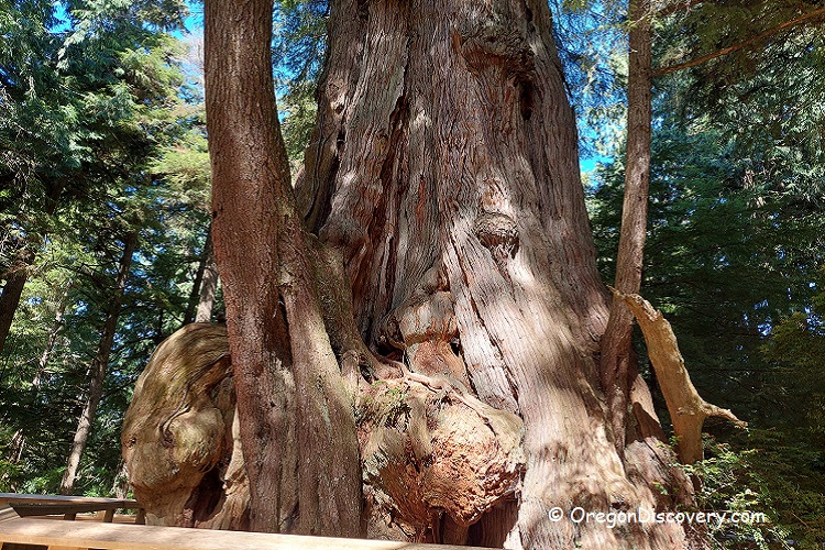 Rockaway Big Tree Trail to the Ancient Western Red Cedar Oregon