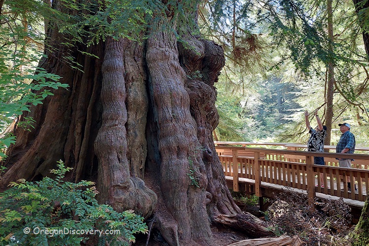 Rockaway Big Tree Trail to the Ancient Western Red Cedar Oregon Discovery