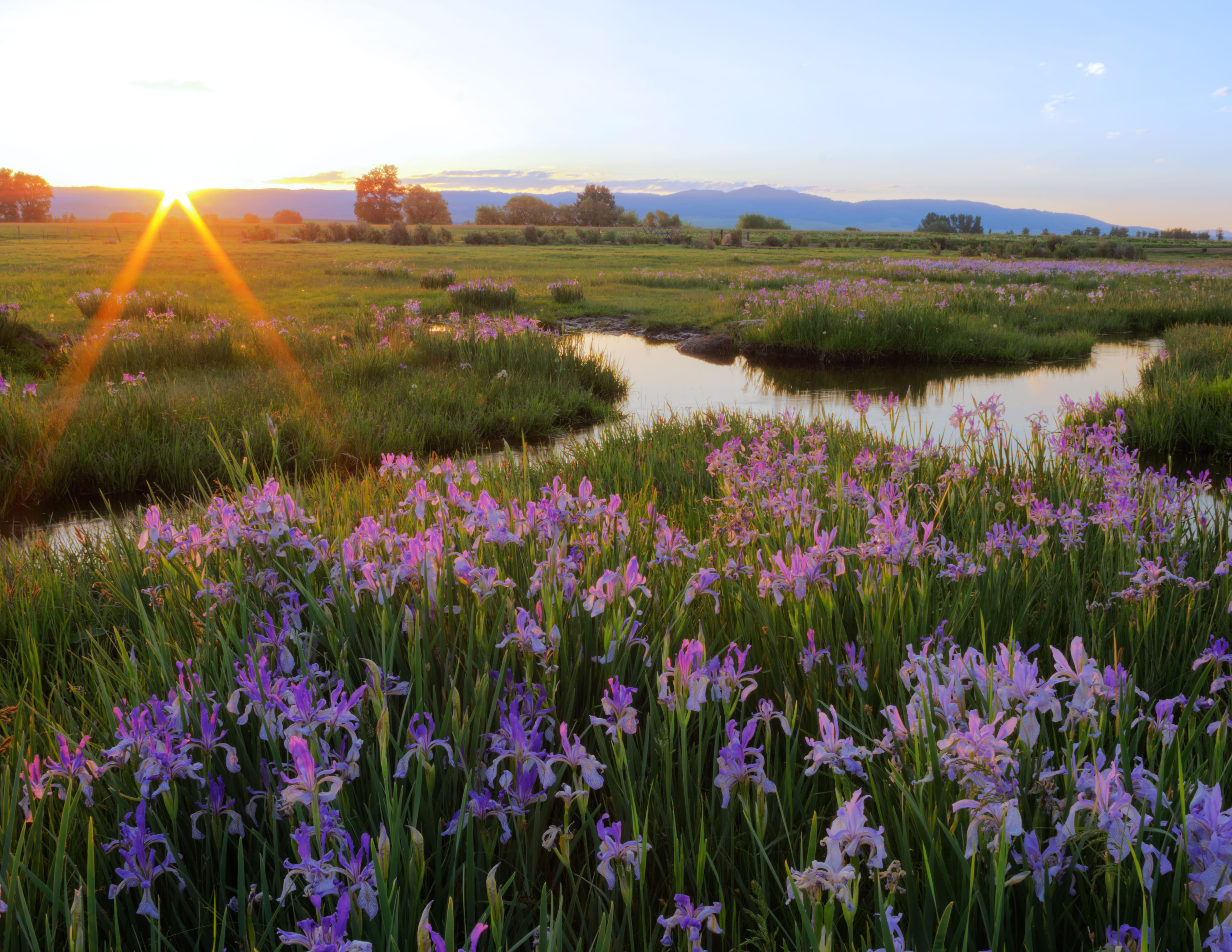 2018 Northeast Oregon Calendar April Irises Oregon Exposures