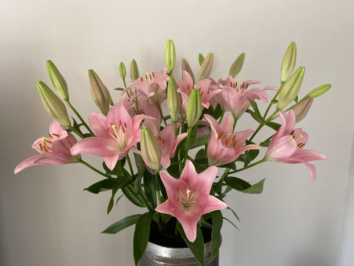 Availability Oregon Flowers