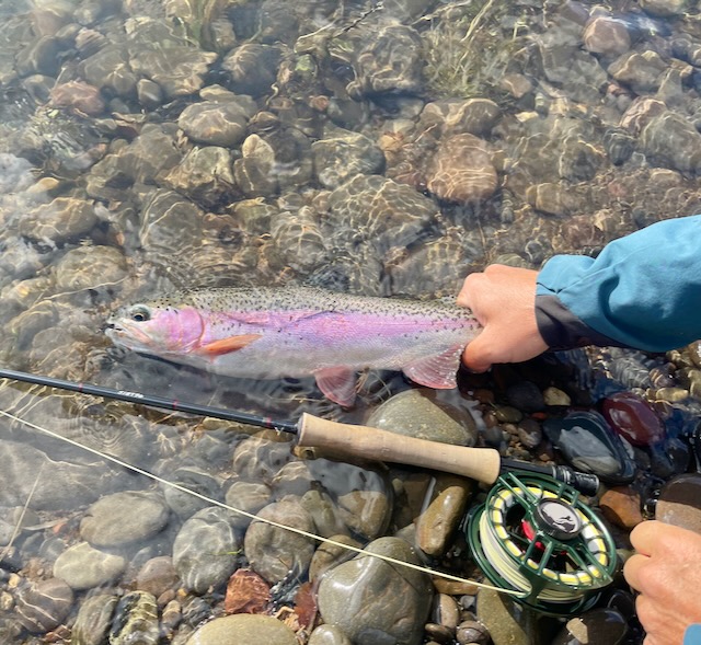 The Caddis Fly Oregon Fly Fishing Blog McKenzie River fly fishing