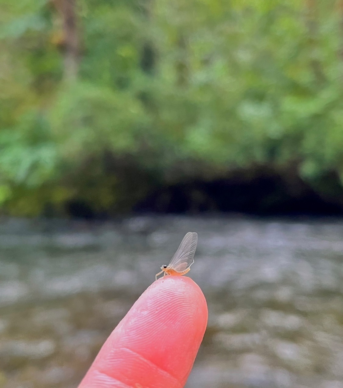 The Caddis Fly Oregon Fly Fishing Blog McKenzie River fly fishing