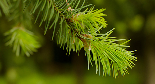 Evergreen Coniferous Tree With Red Berries Learn vocabulary, terms