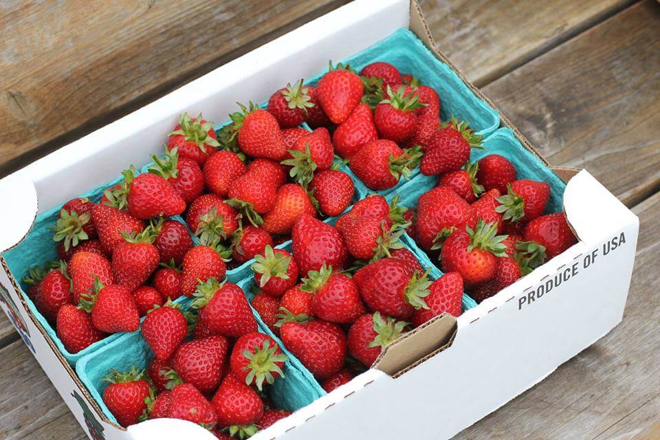 Oregon Agriculture » Oregon Strawberries