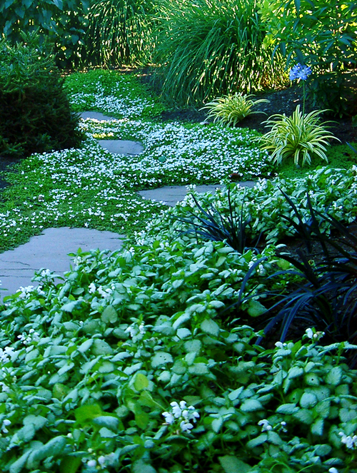 Top 10 Ground Covers Oregon Home
