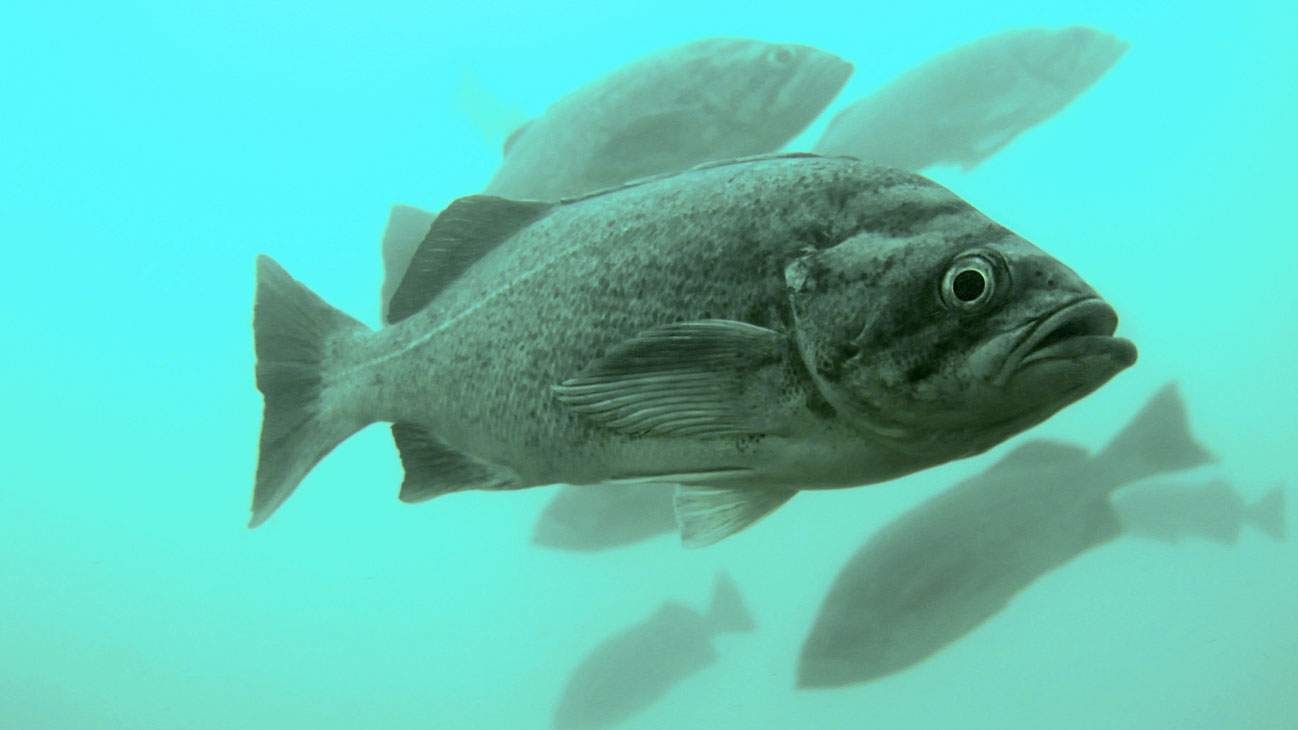 Meet the Deacon Rockfish Oregon Marine Reserves