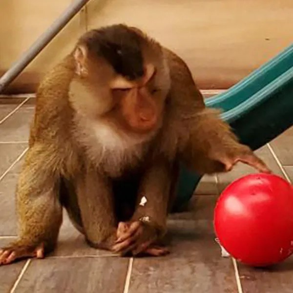 KeyKey Male Pigtail Macaque Expet monkey OPR Coastal Primate