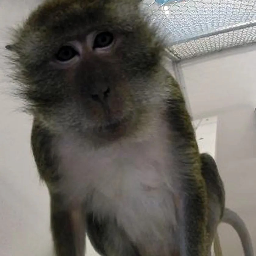 Cosmo Male Java Macaque Expet OPR Coastal Primate Sanctuary