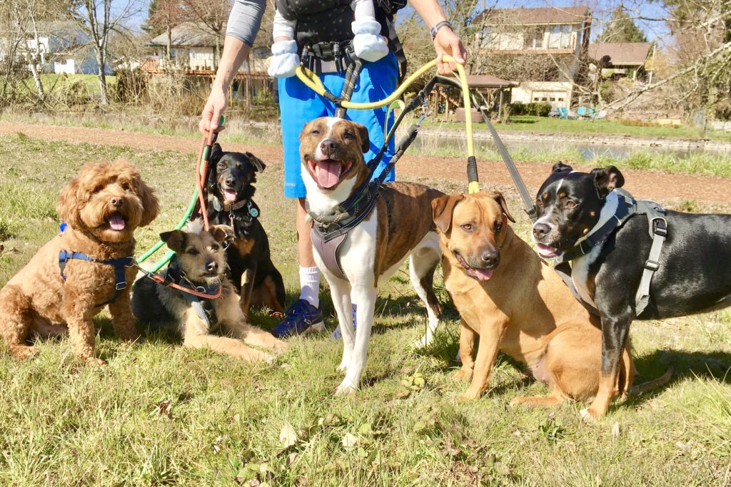 Dog Hikes Oregon Ruff Runners