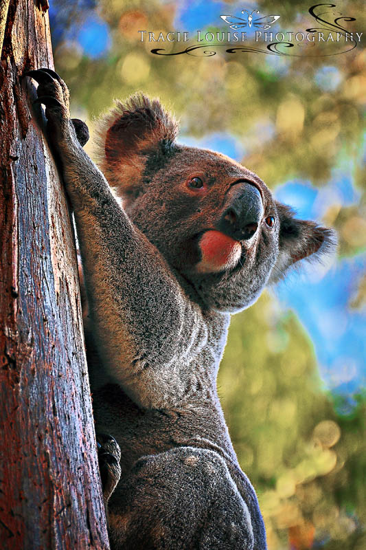 Koala Oregon Smiles