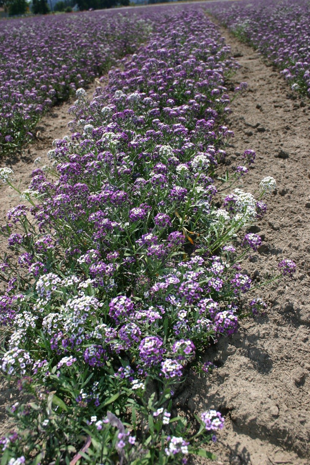 Alyssum Sweet Royal Carpet Oregon Wholesale Seed Company