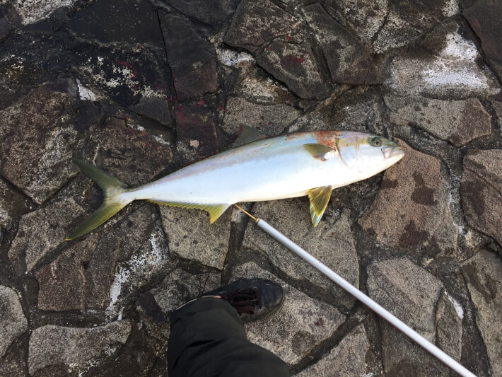 伊豆大島 釣り上げられた魚 ORETSURI 俺釣