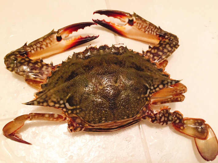 二刀流たも網でワタリガニをとって食べてみた ORETSURI｜俺釣