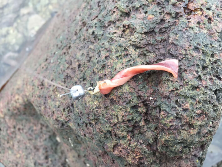 心に強く訴える釣り 餌 塩辛 最高の花の画像
