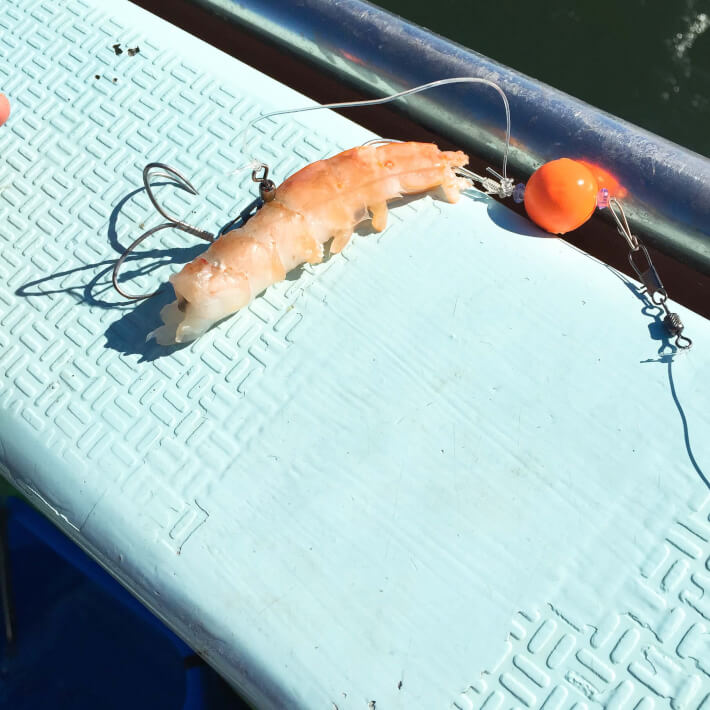フグ釣り 餌はアルゼンチン海老 ORETSURI 俺釣