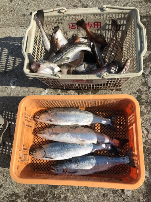 苫小牧 釣り サクラマス、スケトウダラ、ソウハチカレイ ORETSURI 俺釣
