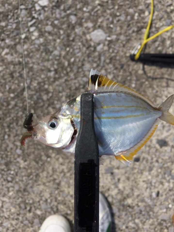 晴れた日はちょい投げキス釣りがオススメ！＠宮崎県日向市 ORETSURI｜俺釣