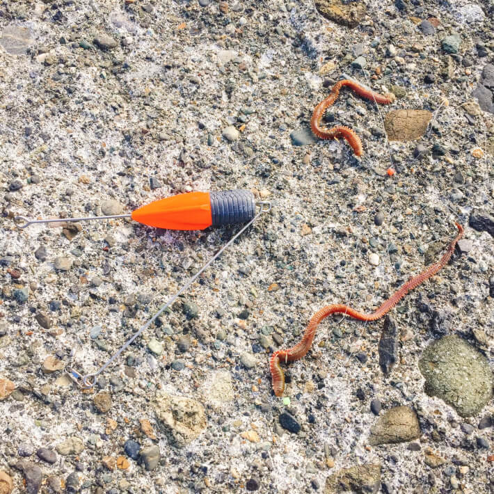 【保存版】アオイソメは海釣りの万能餌！（つけ方・保管方法・実際に釣れた魚） ORETSURI 俺釣