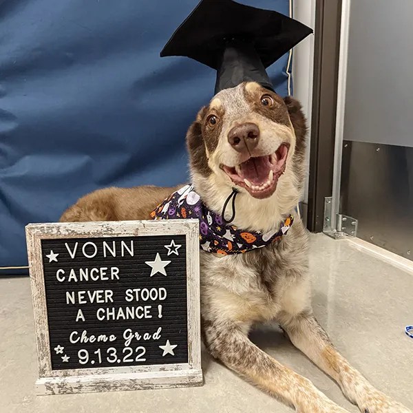 Veterinary Oncology Care OREV Specialty Vet Care Portland, OR