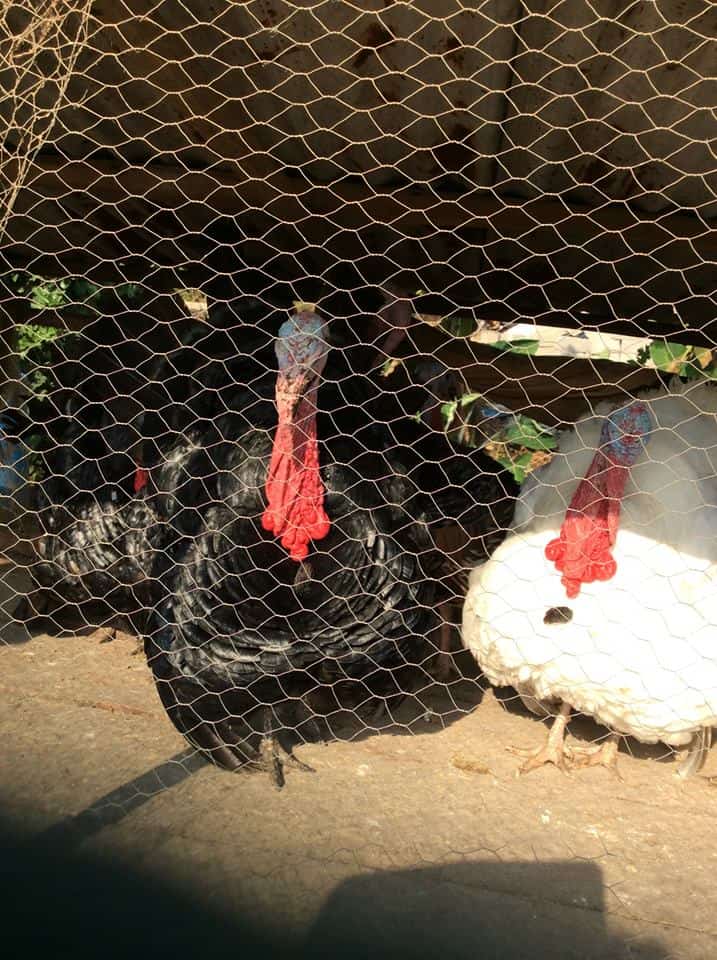 Naturally Farm Raised Turkey Organic Shoppe