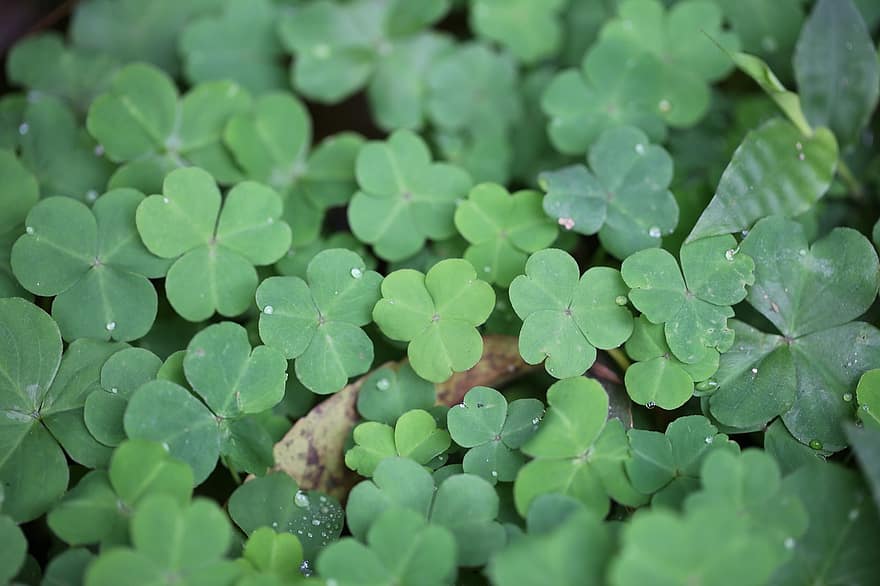 Organic Clover Sprouting Seeds Organic Aspirations