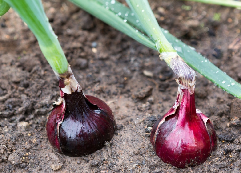 How to Grow Large Onions Complete Beginners