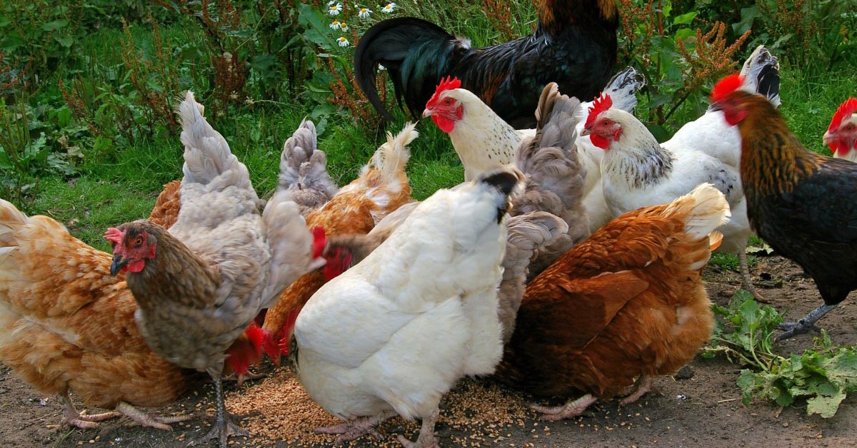 Chicken's Digestive System Organic Chicken Feed