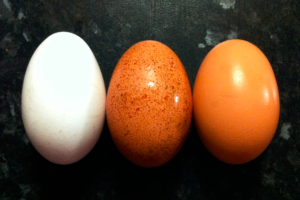 Difference Between Brown and White Eggs Organic Consumers