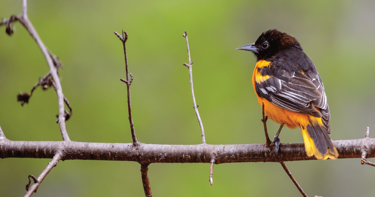 Birds Are Vanishing From North America Organic Consumers