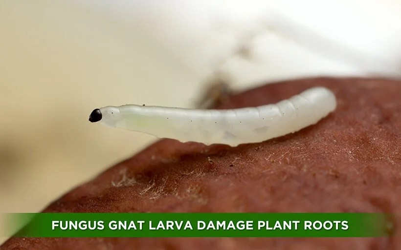 Fungus Gnat Control Organic Control, Inc.