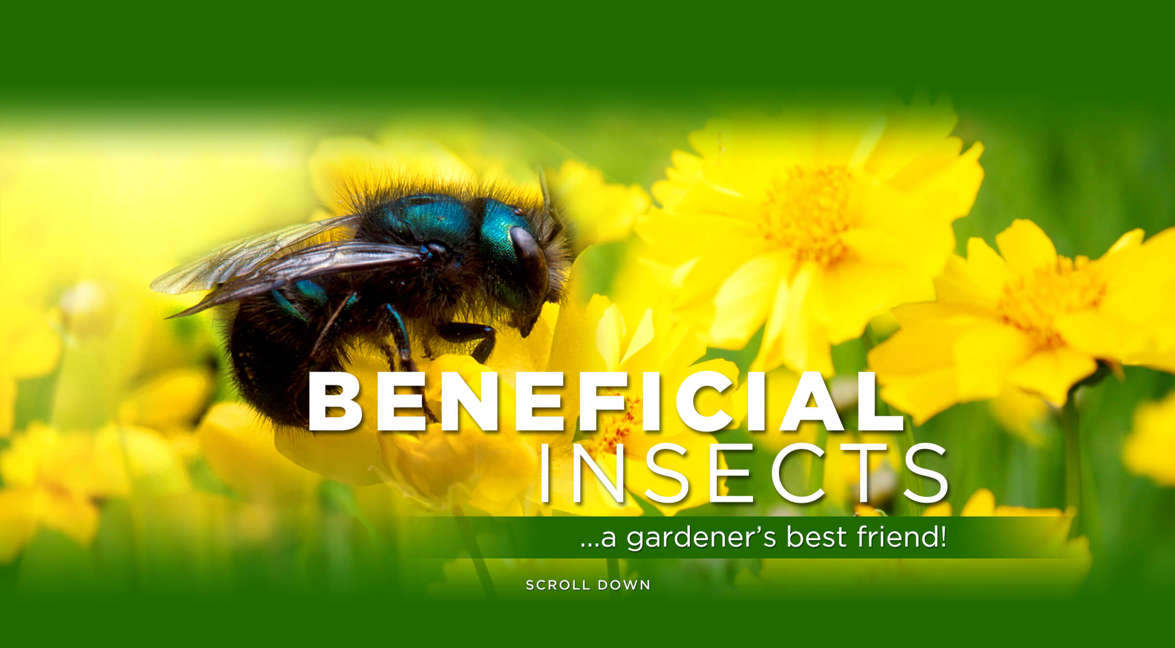 Why Beneficials? Organic Control, Inc.