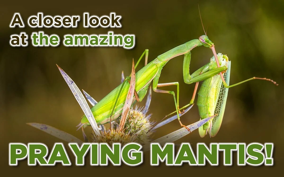Praying Mantis Information