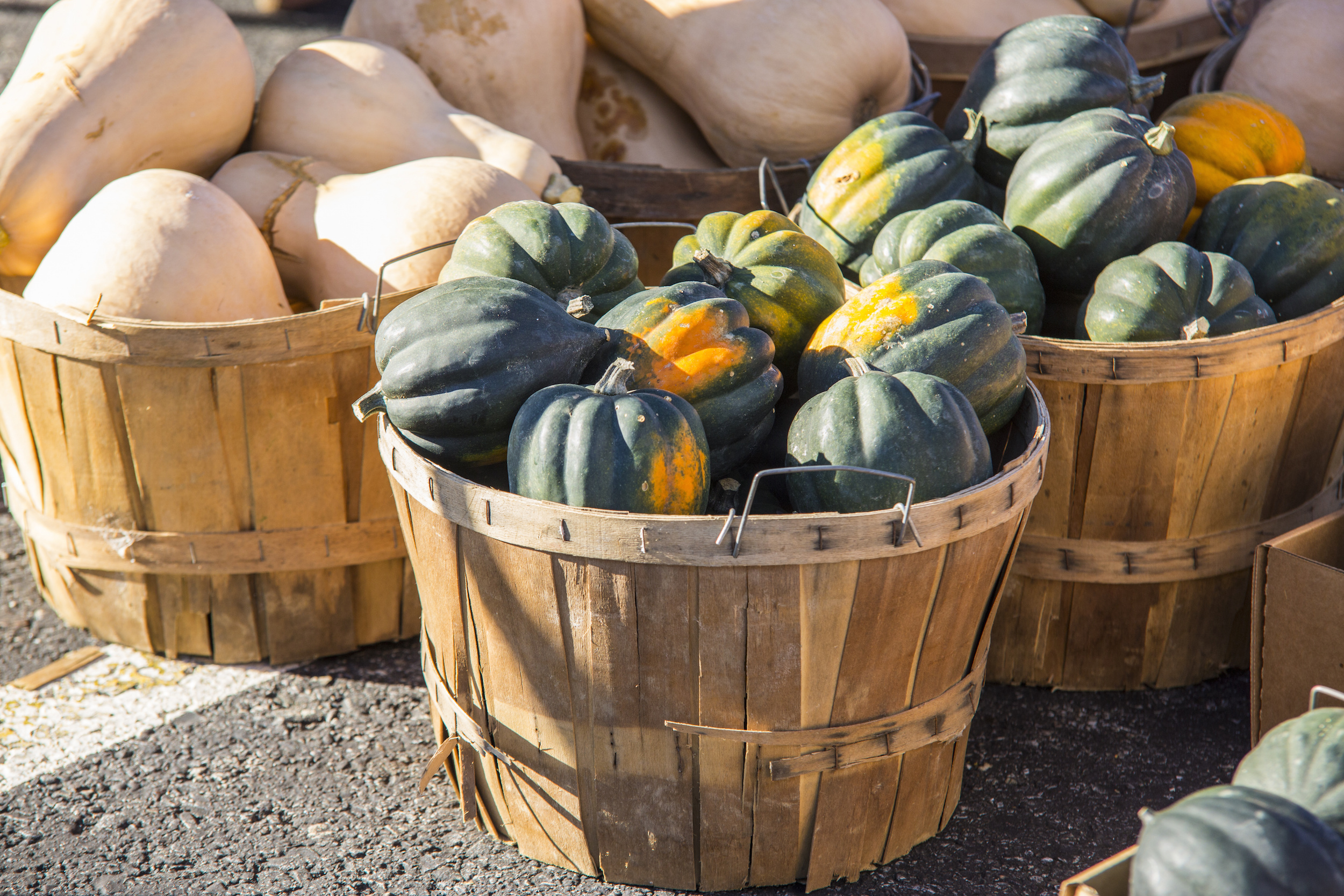 The Incredible Health Benefits of Winter Squash for Pets AOC