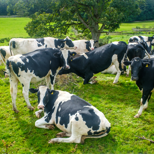 Getting to the Bottom of Palm Oil Use in Dairy Production The Organic