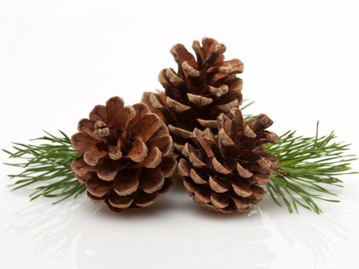 Top 5 Benefits of Pine Organic Facts