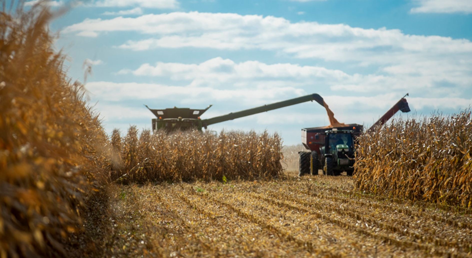 Fédération biologique du Canada