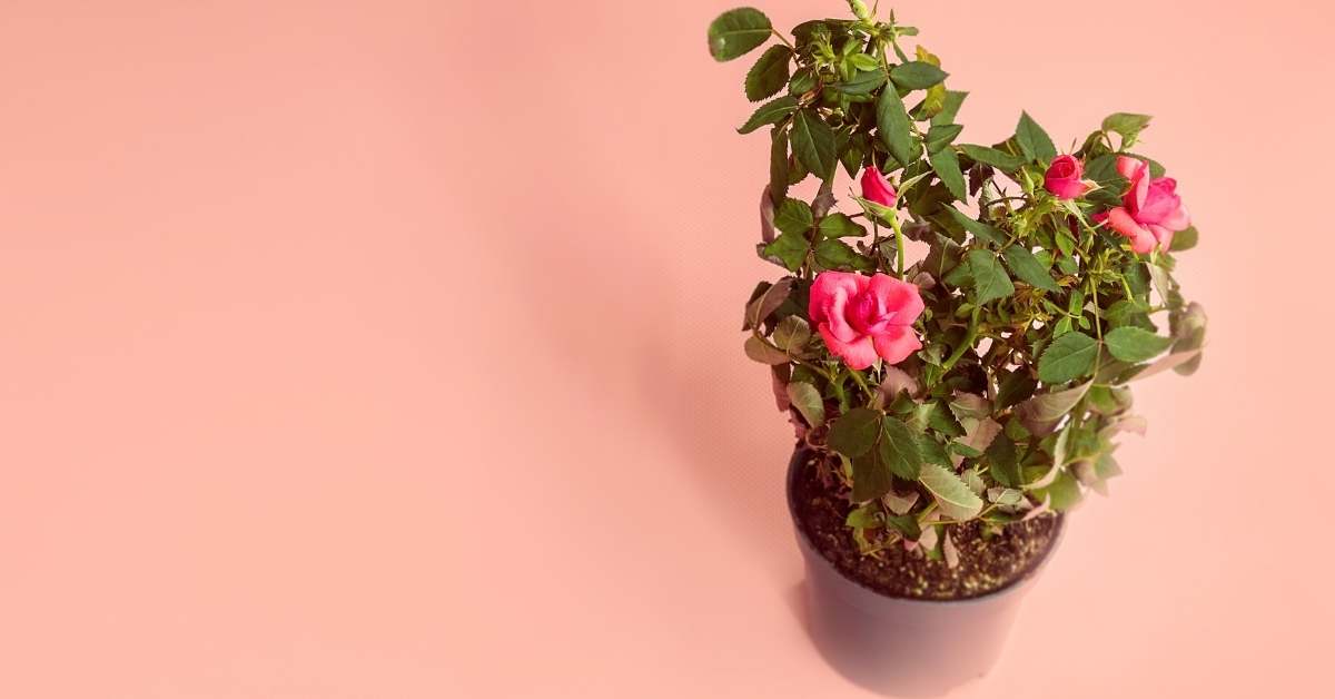 9 Best Miniature Roses in Pots You Can Pick Now