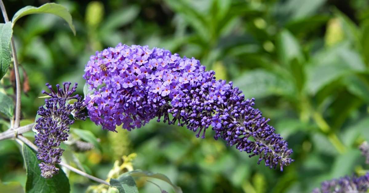 Growing Butterfly Bush (Buddleia) Awesome Perennial For Your Backyard