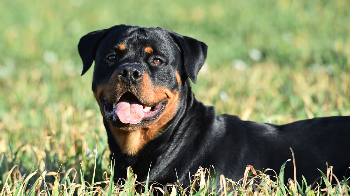 10 Backyard Friendly Dog Breeds for Active Families and Gardeners Find